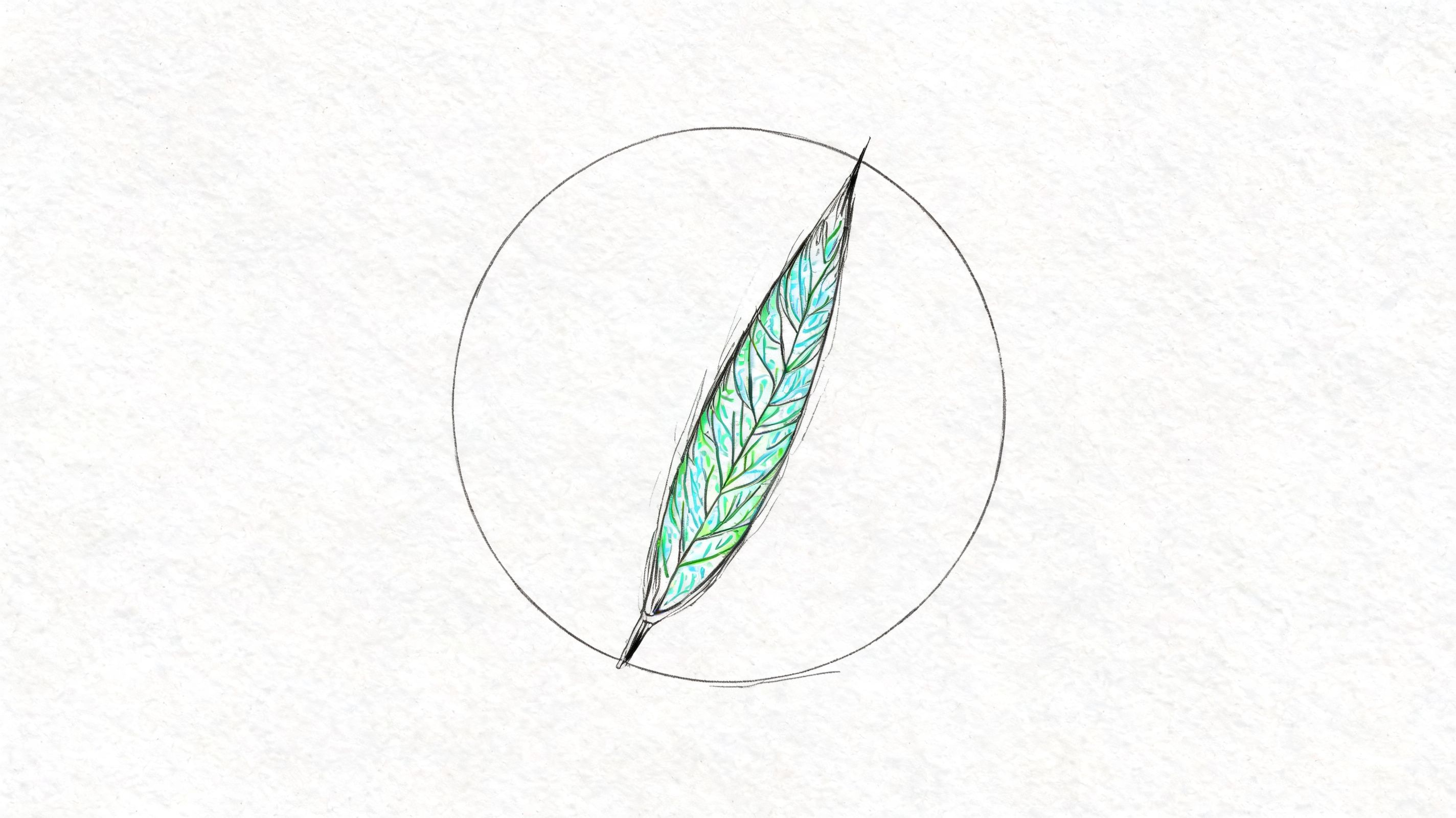 A hand-drawn sketch of a long, narrow green leaf centered inside a circular black outline.